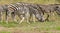 Burchells Zebra, Kruger National Park, South Afric