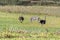 Burchells zebra and male and female ostriches with a chick