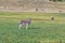 Burchells zebra with a male ostrich running in the back