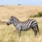 Burchells zebra and oxpecker in the grasslands of the Masai Mara