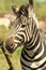 Burchells Zebra portrait