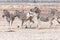 Burchells zebra stallion kicking with both hind legs during fight