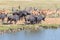 Burchells zebras, cape buffaloes and eland next to a dam