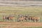 Burchells zebras and a herd of common eland