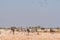 Burchells zebras, Oryx, red hartebeest with sandgrouses in the a