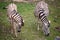 Burchellâ€™s zebra mare and young foal