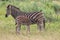 Burchels zebra Equus zebra zebra