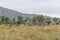 Burchels Zebra in Pilanesberg National park