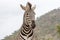Burchels Zebra in Pilanesberg National park