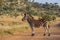 Burchels Zebra standing on a dirt road