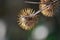 Burdock in the autumn sun (Arctium)