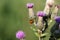 Burdock blooms in the meadow. It shows a red ladybug. The background is blurred