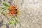 burdock butterfly with open wings on a flower growing between a stone cover.