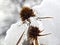 Burdock covered with snow and ice