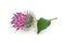 Burdock flower