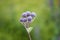 Burdock flower in herbal garden. Medicinal plant of the Arctium lappa, beggar's buttons, thorny burr, happy major