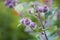 Burdock flower in herbal garden. Medicinal plant of the Arctium lappa, beggar's buttons, thorny burr, happy major