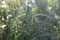Burdock herb or galium aparine - plant family gentianales