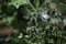 Burdock on a huge bush