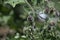 Burdock on a huge bush