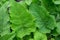 Burdock with large green leaves close-up in spring. Natural background. Latin name Arctium lappa