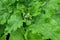 Burdock with large green leaves close-up in spring. Natural background. Latin name Arctium lappa