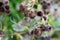 Burdock is a large, herbaceous plant with prickly heads. Agrimony