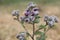 Burdock large, perennial herbaceous plant close-up