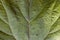 Burdock leaf