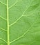 Burdock Leaf Background