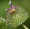 Burdock Picture Wing Fly