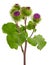 Burdock plant, Arctium lappa