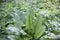 Burdock plant. Thickets of summer plants