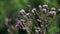 Burdock sways. Branches sway from the wind in clear, good weather