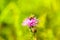 Burdock thorny flower with bee. Purple flower on green background