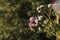 Burdock thorny purple flower, green buds and leaves in herbal garden. Blooming medicinal plant burdock. Arctium lappa, greater