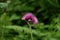 Burdock thorny purple flowers. Blooming medicinal plant burdock Arctium lappa, greater burdock, edible burdock, beggars buttons,