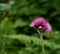 Burdock thorny purple flowers. Blooming medicinal plant burdock Arctium lappa, greater burdock, edible burdock, beggars buttons,