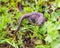 Buresch`s crested newt on green leaves