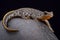 Buresch\'s crested newt (Triturus ivanbureschi)