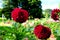 Burgandy pompon or ball dahlias in a garden