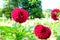 Burgandy pompon or ball dahlias in a garden