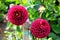 Burgandy pompon or ball dahlias in a garden