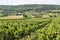 Burgenland vineyard