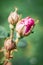 Burgeoning rose bud, fine spring or summer day, beginning of n