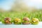 Burgers, under the warm sun, in the blossoming spring gardens. Picnic concept, summer and rest