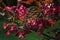 Burgundy apple flowers in close proximity to the green garden background