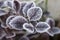 Burgundy barberry leaves covered with frosty snowflakes