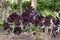 Burgundy black aeonium arboreum plants