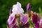 Burgundy blooming iris flower